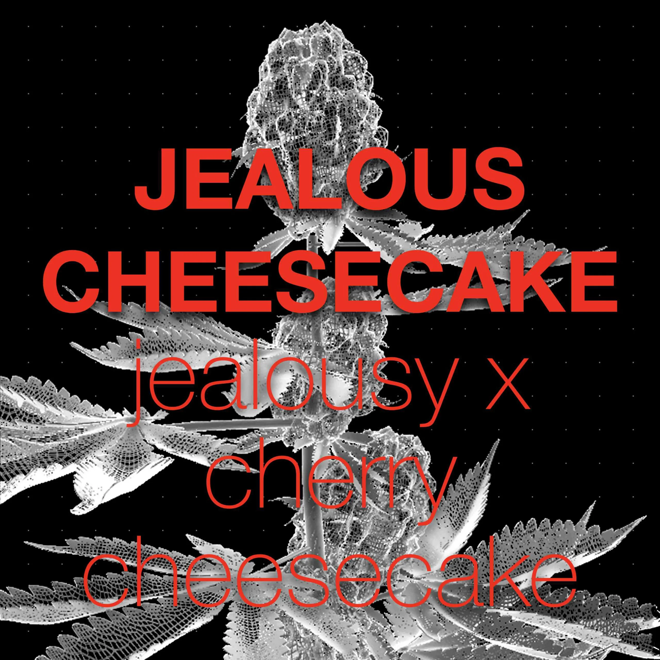 0_Jealous-Cheesecake-scaled