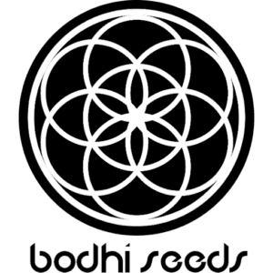 Bodhi Seeds